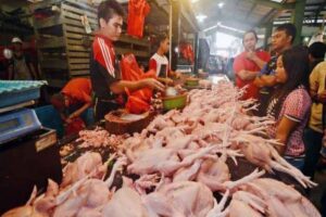 ayam potong