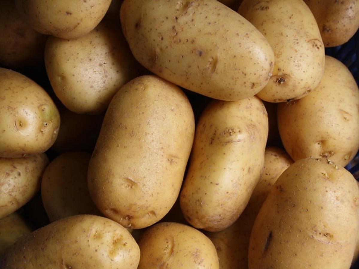 usaha keripik kentang
