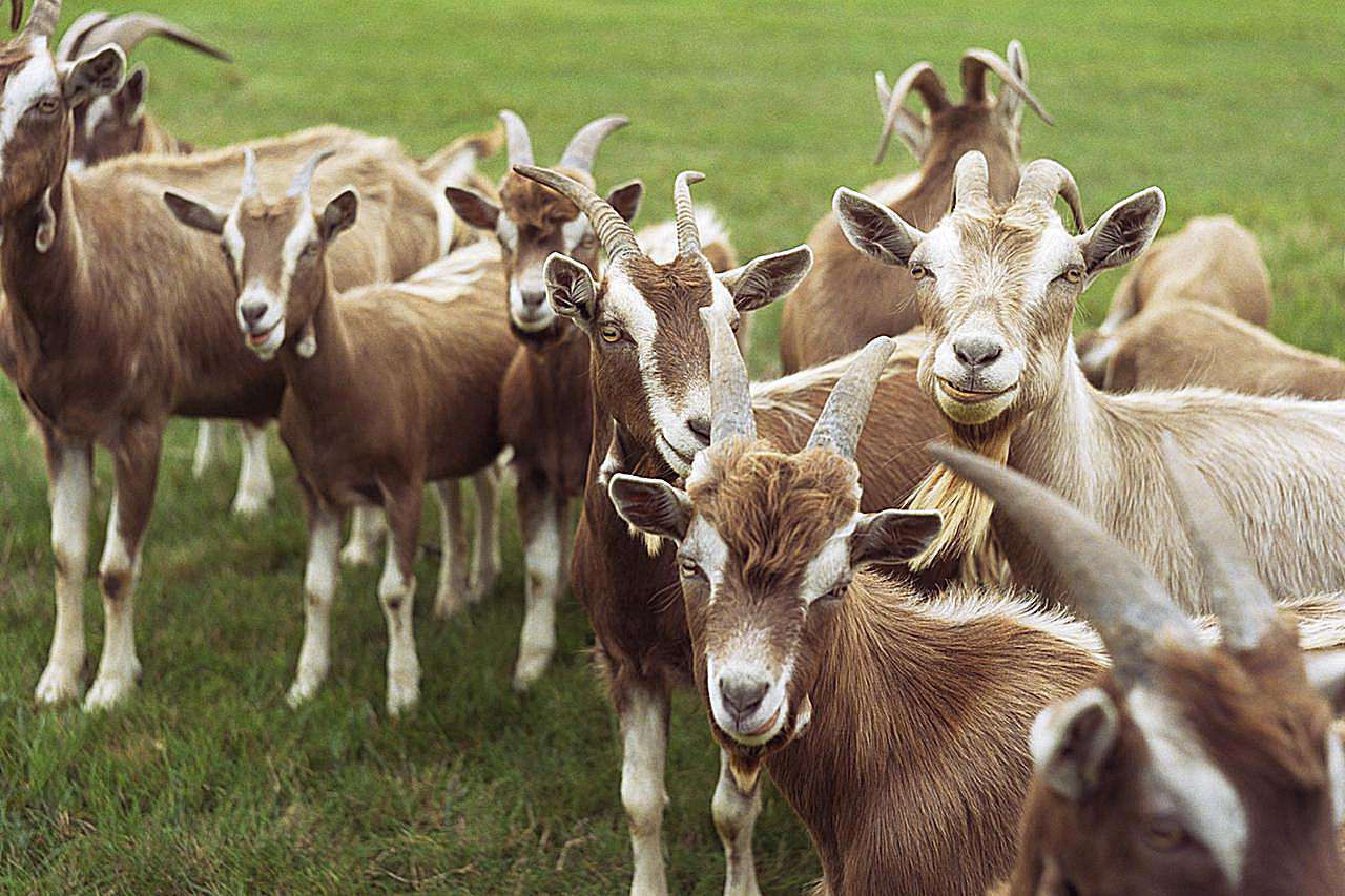 investasi ternak kambing.jpg