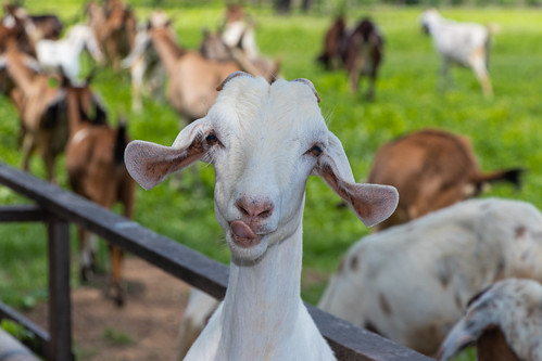 investasi peternakan kambing.jpg