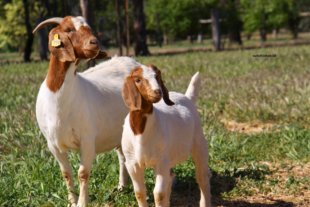 cara menggemukan kambing dengan cepat.jpg
