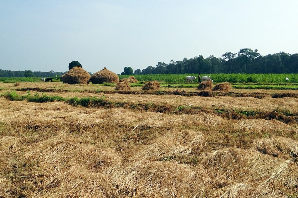 cara membuat pakan fermentasi untuk sapi.jpg