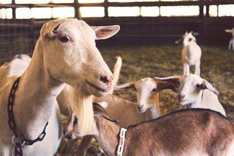 investasi kambing syariah