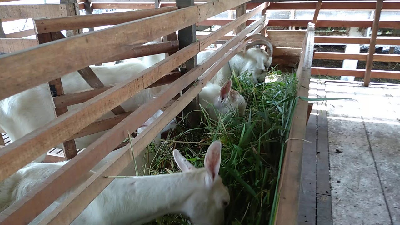 cara cepat menggemukan kambing.jpg
