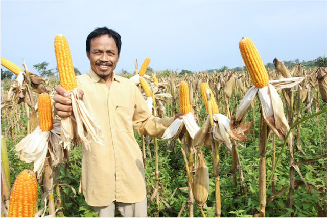Analisa Usaha Pertanian Jagung