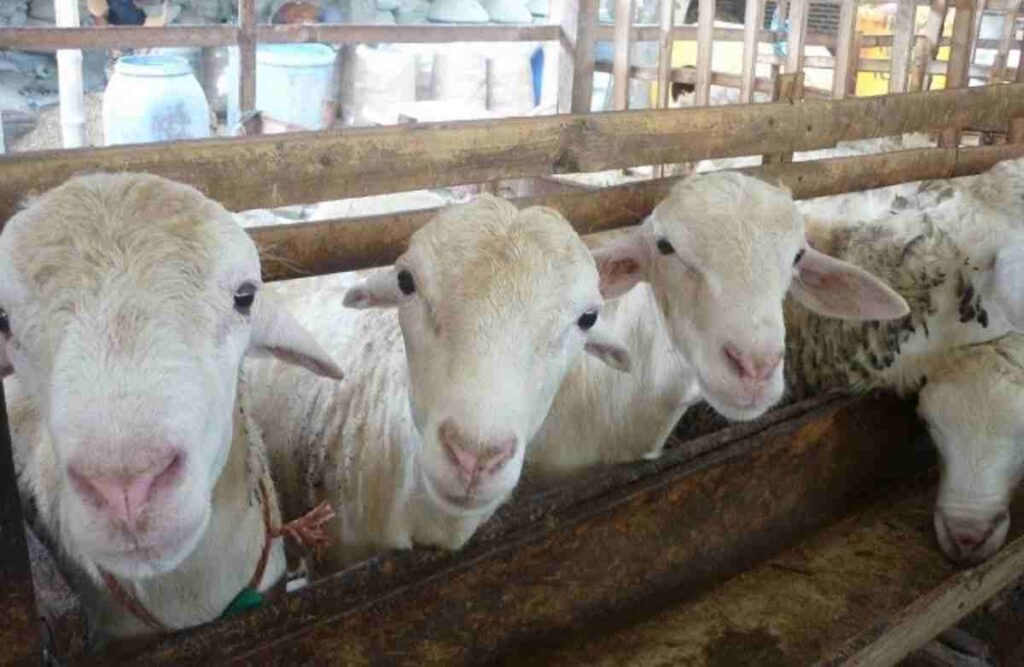 Kambing Gibas