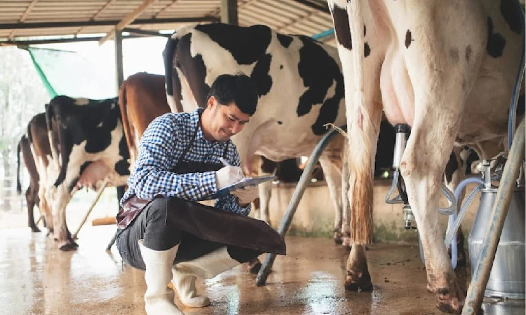 Masitis Pada Sapi