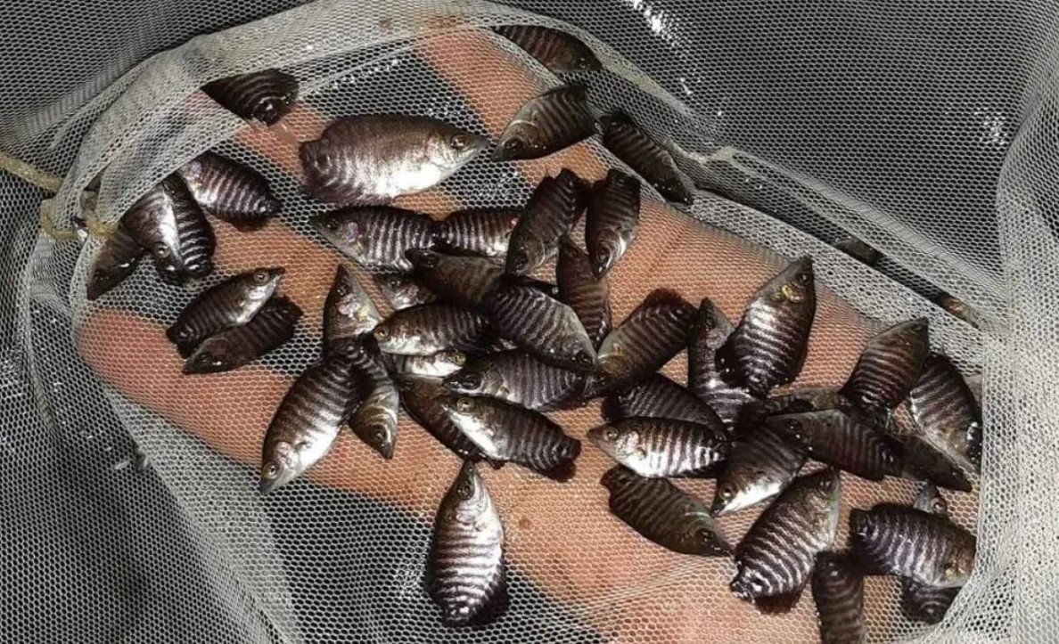 ukuran bibit ikan gurame