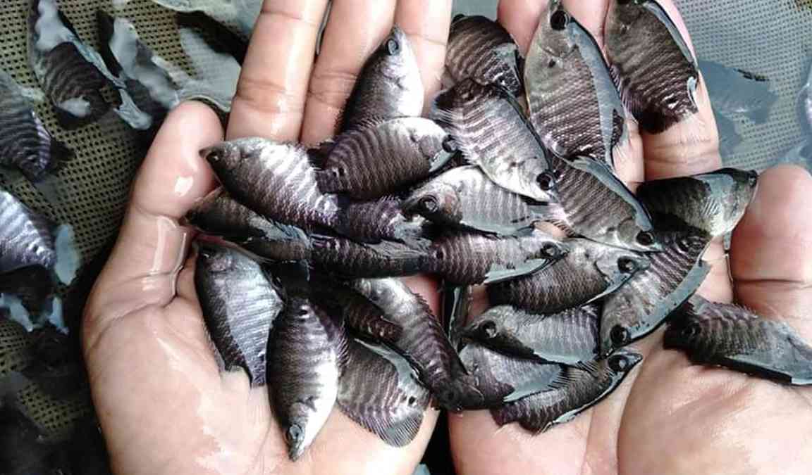 ukuran bibit ikan gurame