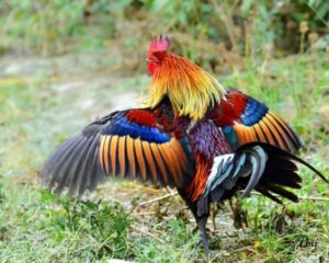 mengatasi bulu ayam rontok