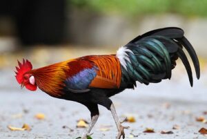 mengatasi bulu ayam rontok