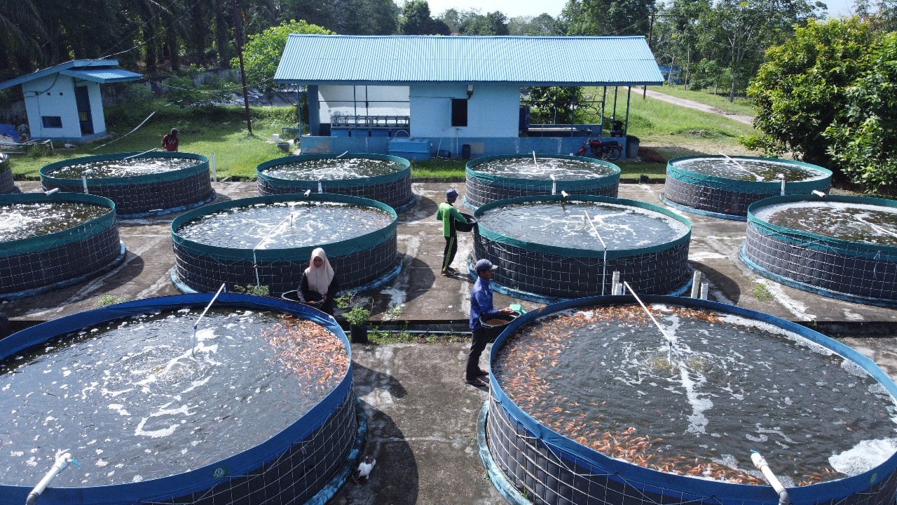 Sistem bioflok pada budidaya ikan nila