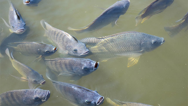 Pemeliharaan dan perawatan ikan nila