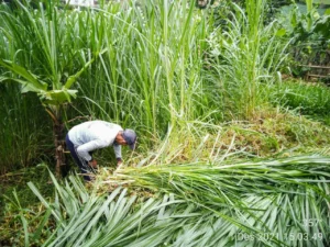 cara membudidaya rumput odot untuk pakan ternak