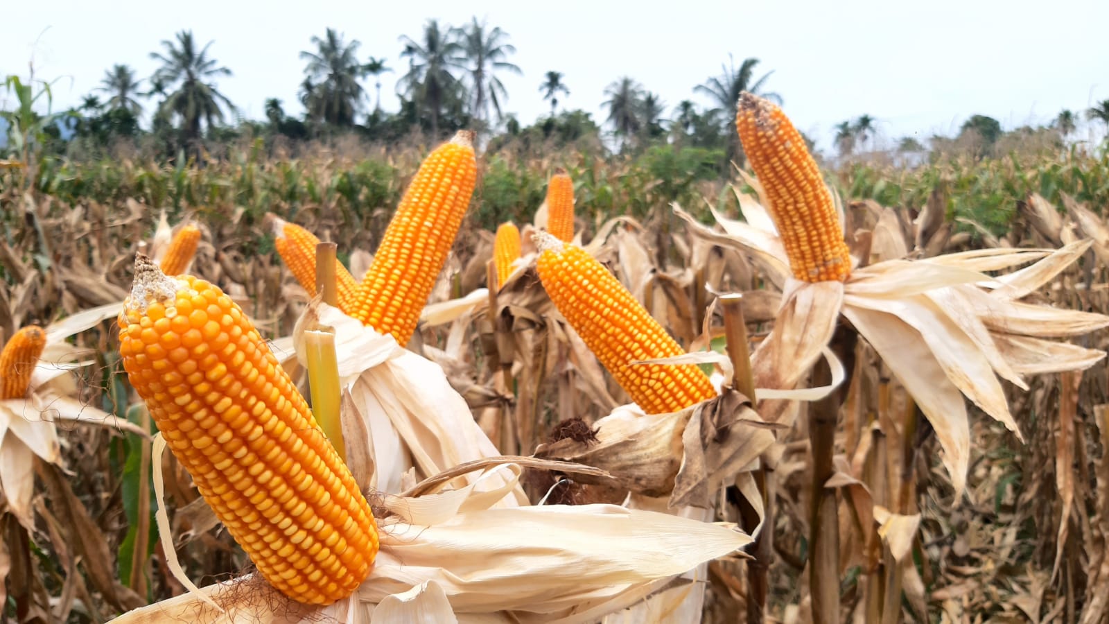 memanfaatkan jagung hasil pemipilan