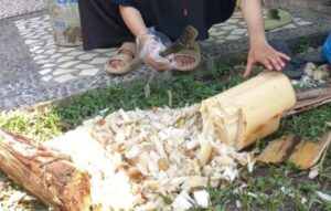 Keuntungan Bisnis Kompos dari Batang Pisang