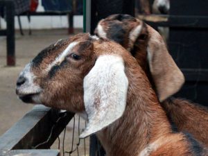 Fermentasi pakan kambing