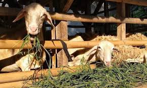 Kambing