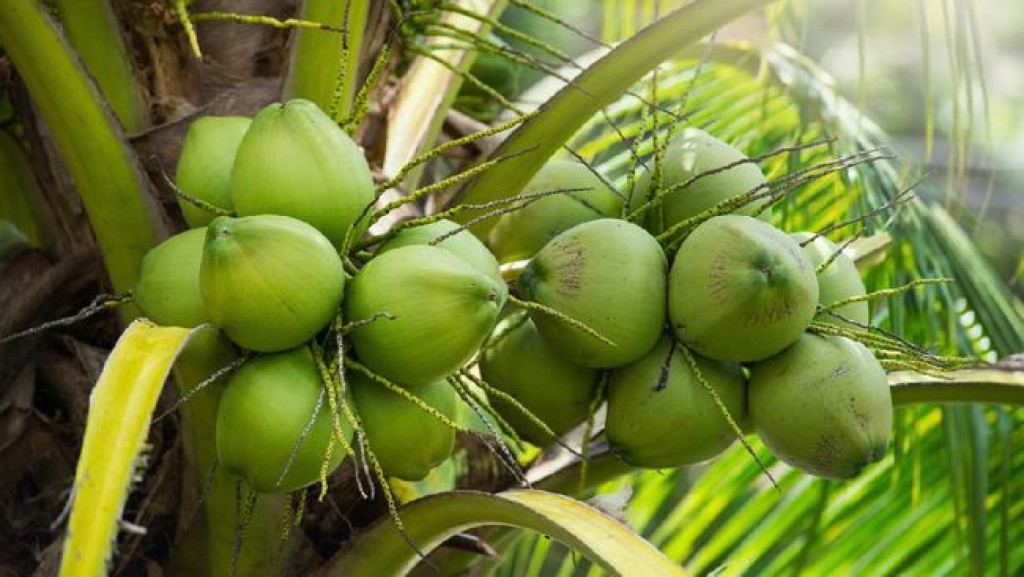 tips kelapa cepat berbuah