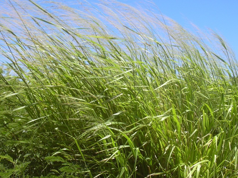rumput hijau sumber energi