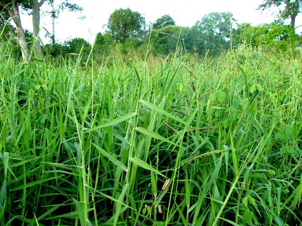 pakan rumput ruminansia