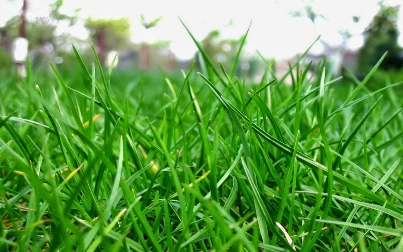 cara cepat cacah rumput