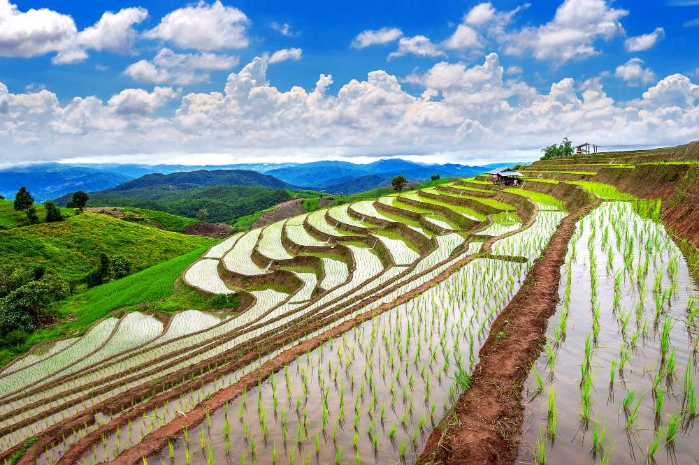 penyedia alat pertanian untuk petani