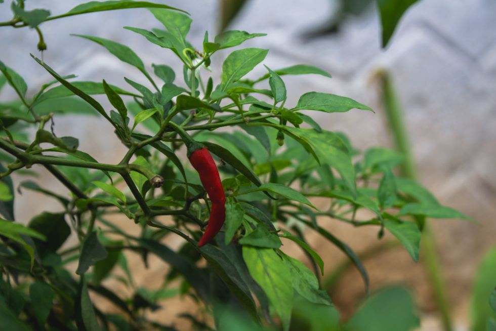 cara siram tanaman cabe