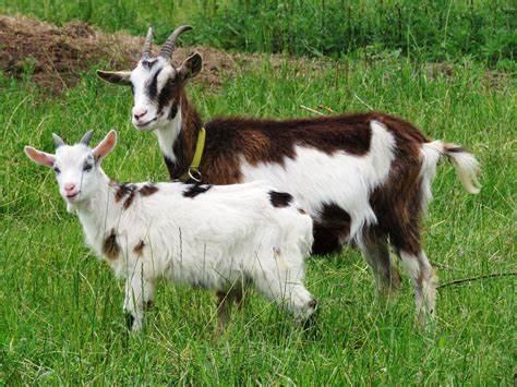 investasi kambing syariah