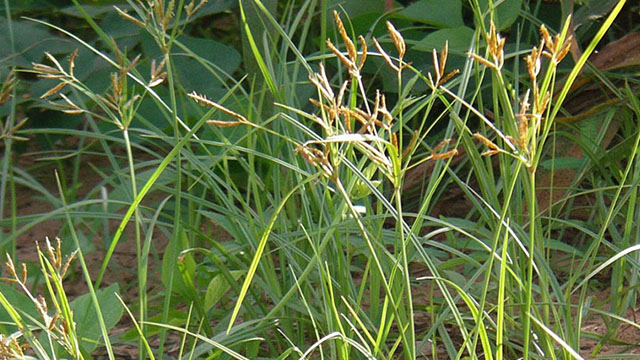 pemanfaatan rumput teki