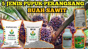 kelapa sawit