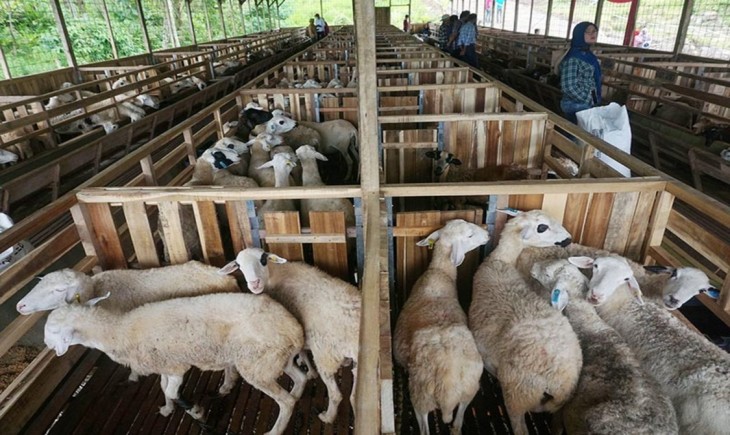 Proses Pemasaran Ternak Kambing