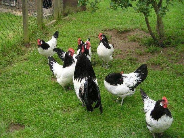 mengatasi bulu ayam rontok