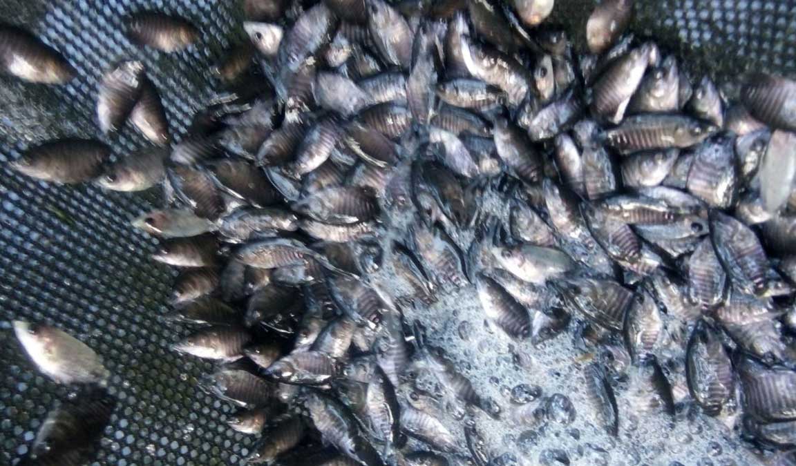 ukuran bibit ikan gurame