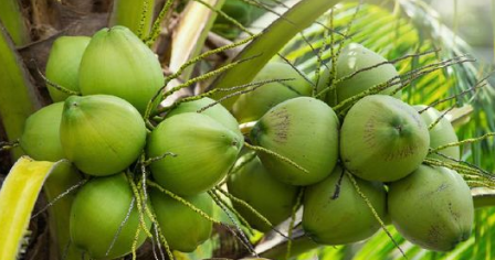 produk turunan sabut kelapa