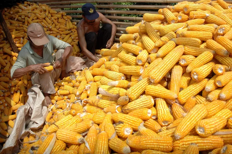 memanfaatkan jagung hasil pemipilan