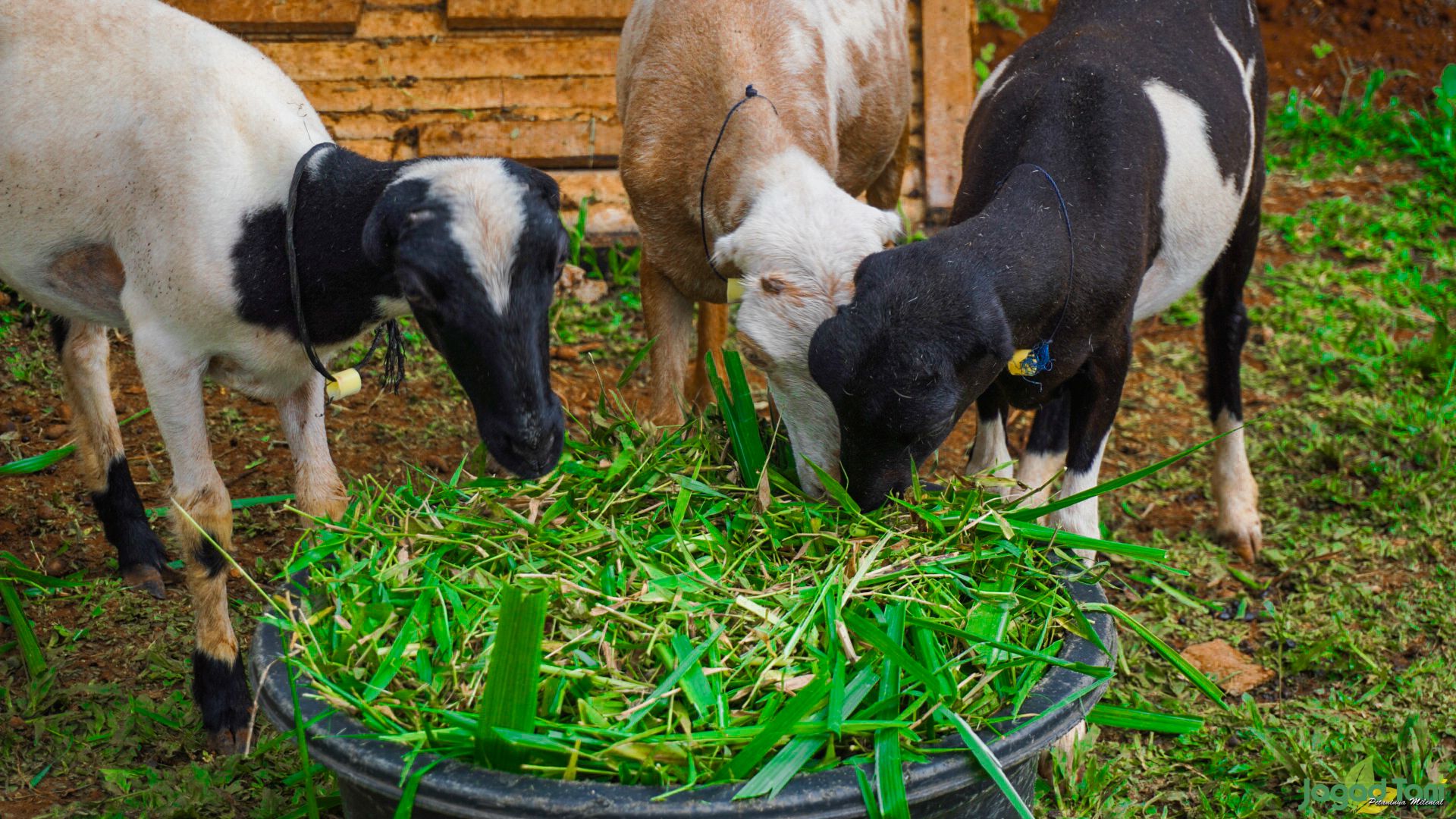 Panduan fermentasi pakan kambing