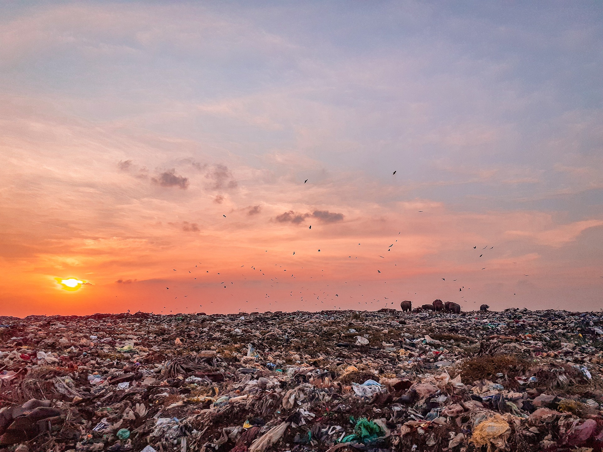 manfaat sampah organik