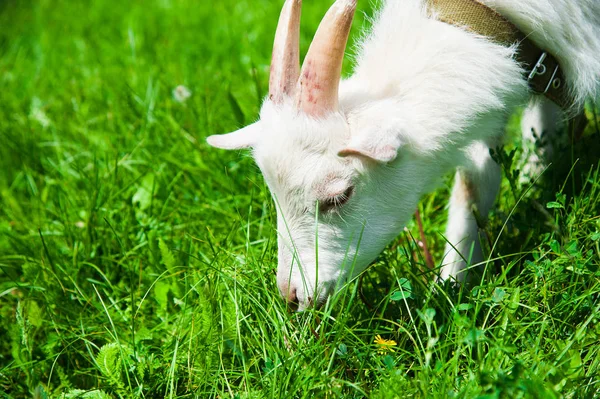 Jenis rumput pakan ternak kambing