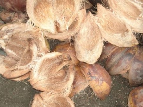kegunaan cacahan sabut kelapa