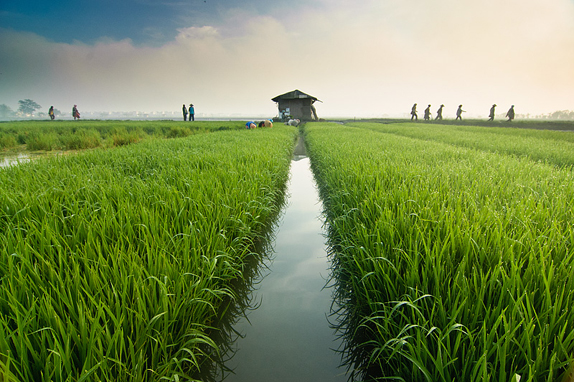 mesin cultivator pengolah tanah