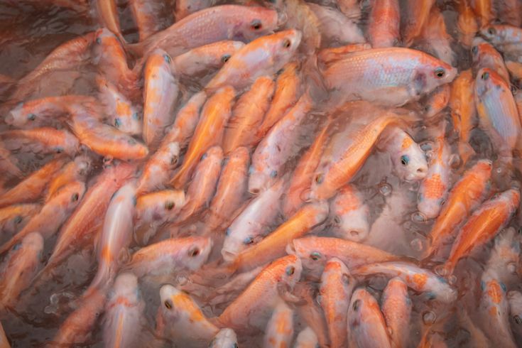 cara kerja bioflok pada ikan nila