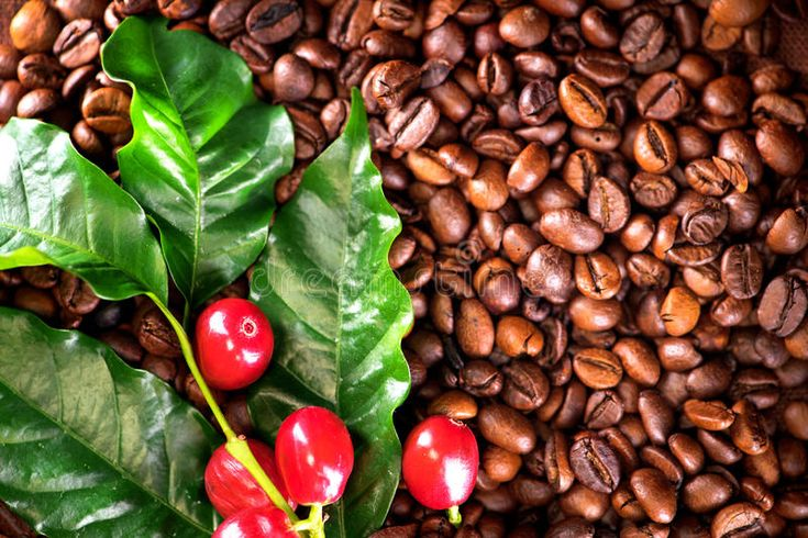 pengolahan kopi petani
