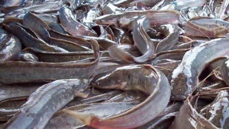 cara mengobati lele kembung