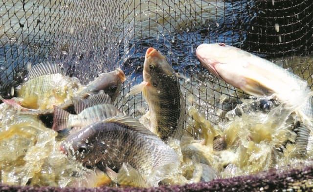 pengelolaan air kolam bioflok nila