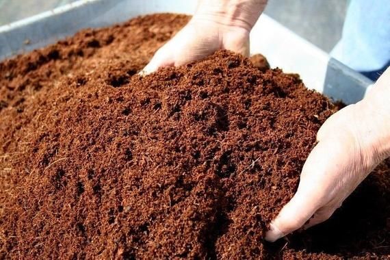peluang usaha cocopeat