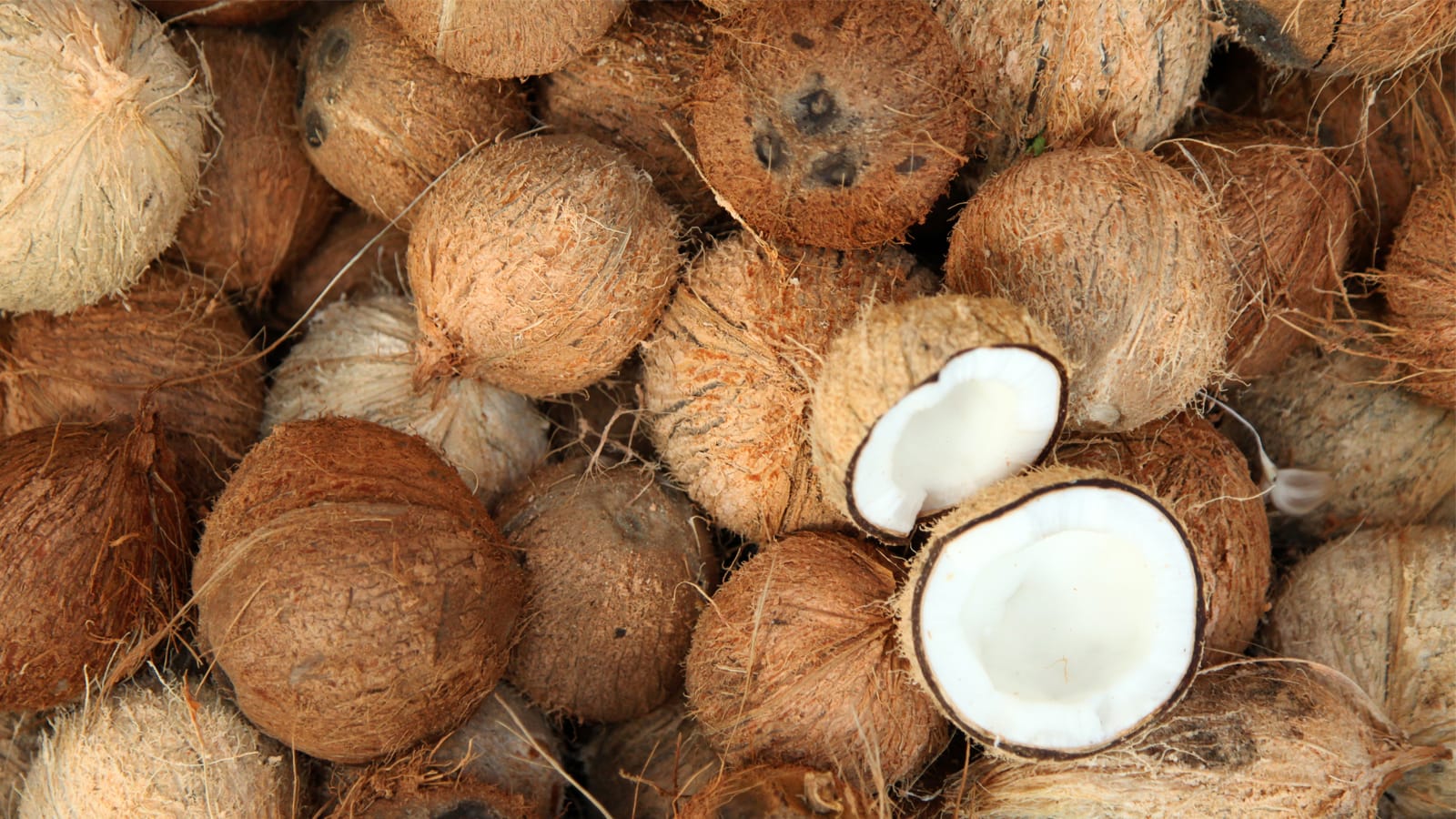 Standar Hasil Parutan Kelapa Besar