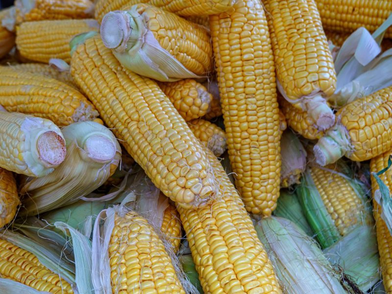 cara panen jagung muda