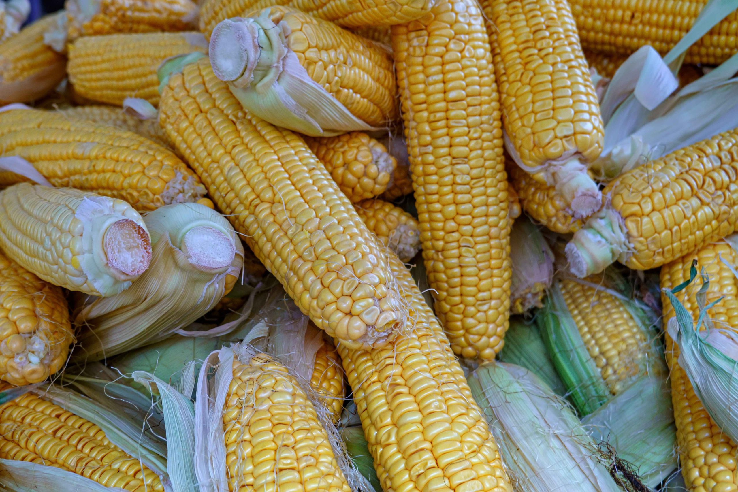 cara panen jagung muda