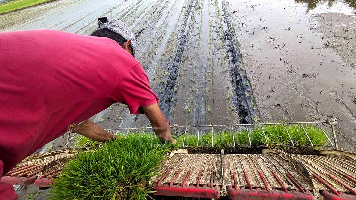 persiapan sebelum menggunakan rice transplanter